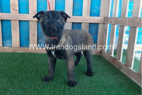 --malinois-50_9
