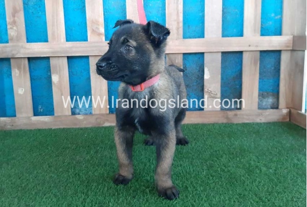 --malinois-51_1