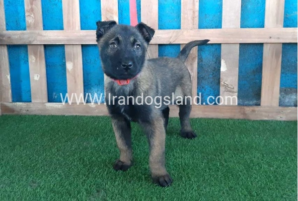 --malinois-51_10