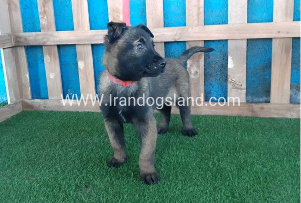 --malinois-51_11