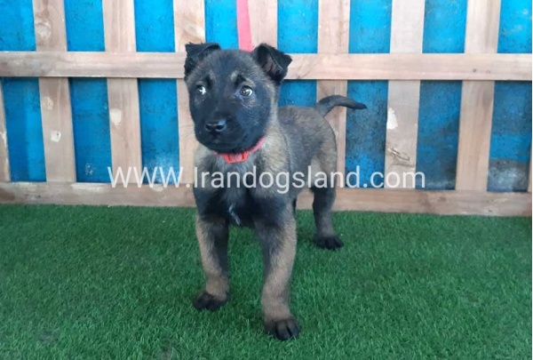--malinois-51_12
