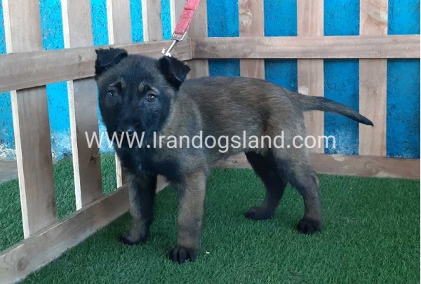 --malinois-51_2