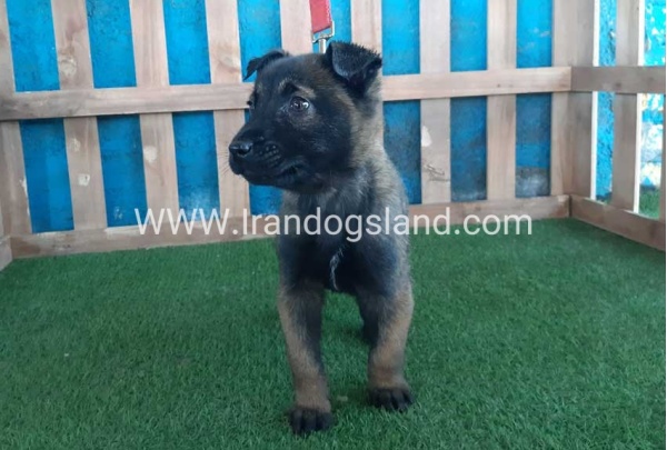 --malinois-51_3