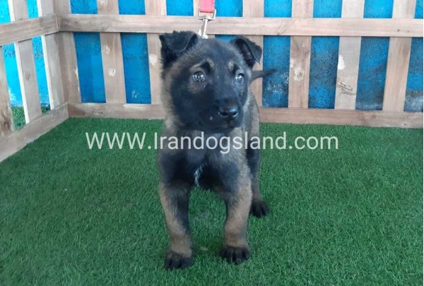 --malinois-51_4