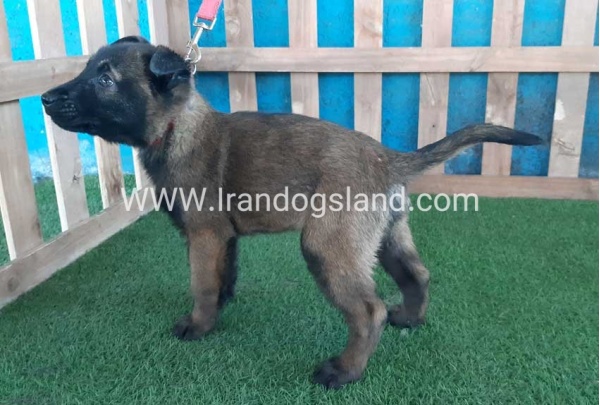 --malinois-51_5