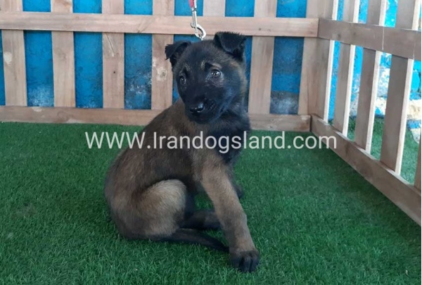 --malinois-51_6