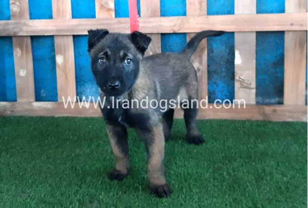 --malinois-51_7