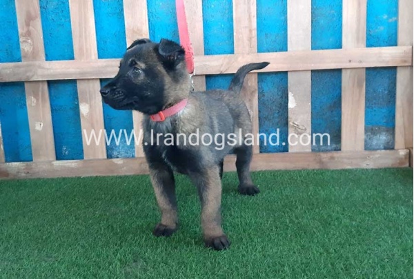 --malinois-51_8