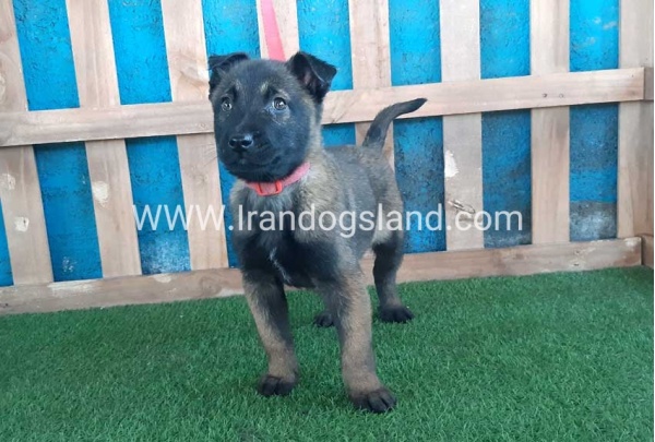 --malinois-51_9