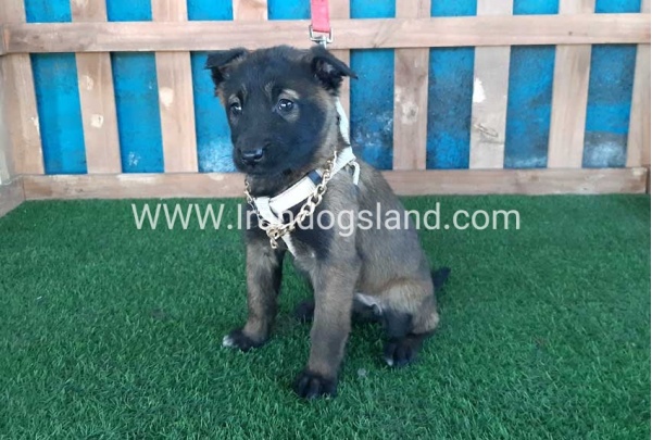 --malinois-52_1
