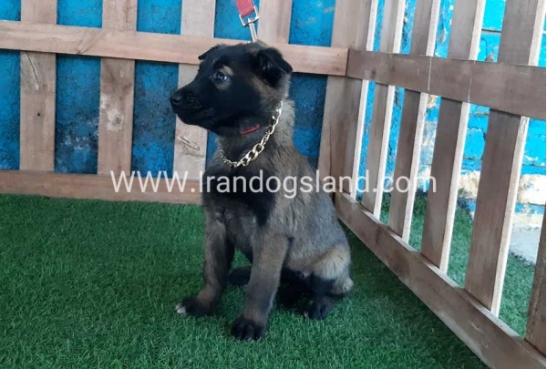 --malinois-52_2