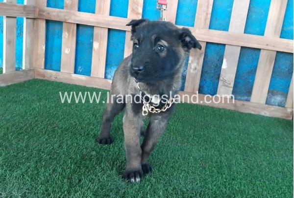 --malinois-52_3