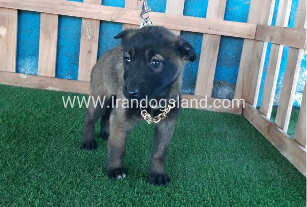 --malinois-52_4