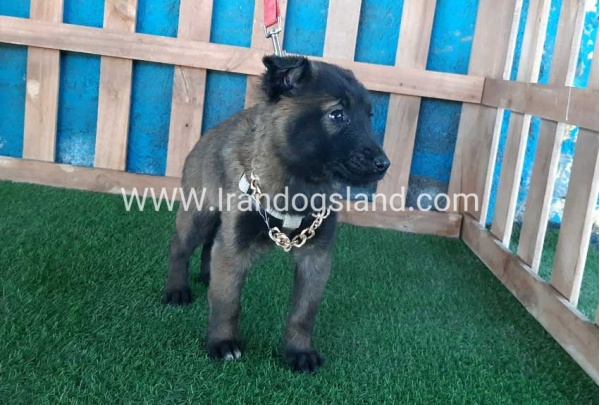 --malinois-52_5