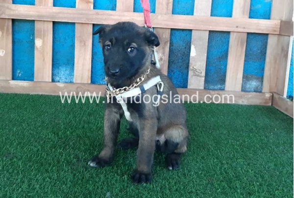 --malinois-52_6