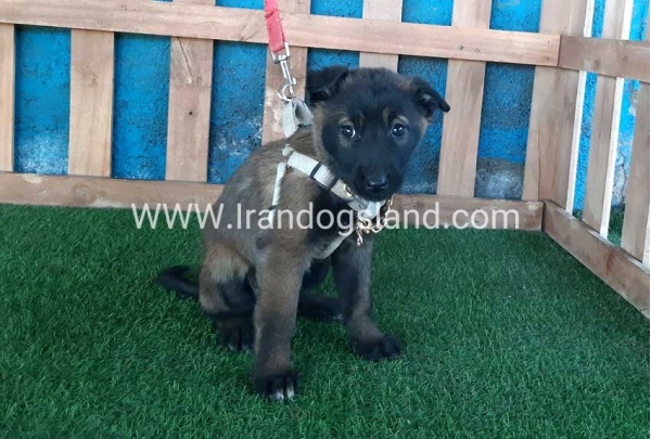 --malinois-52_8