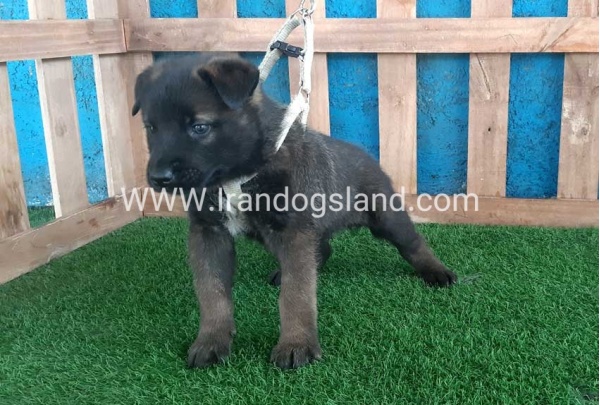 --malinois-56_1