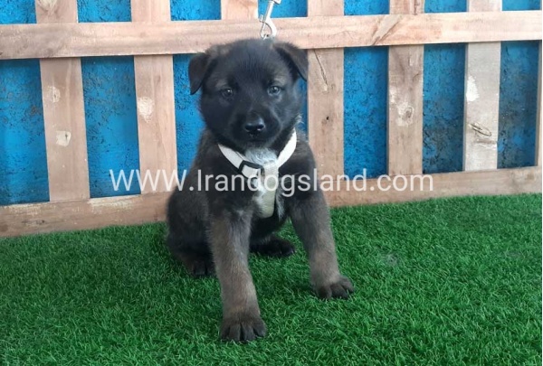 --malinois-56_11