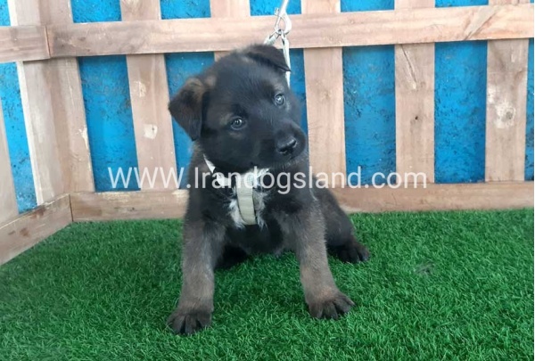 --malinois-56_12