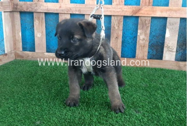 --malinois-56_2