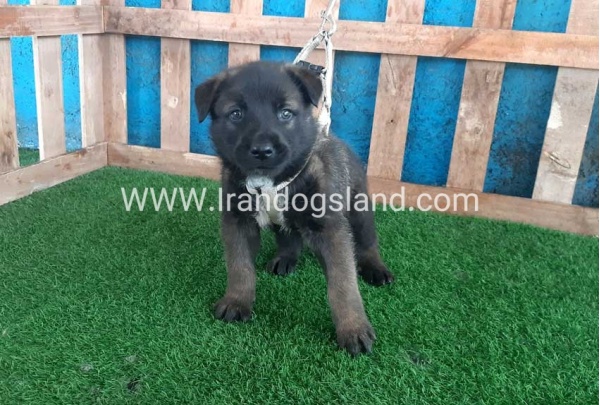 --malinois-56_3