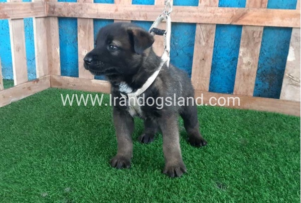 --malinois-56_4