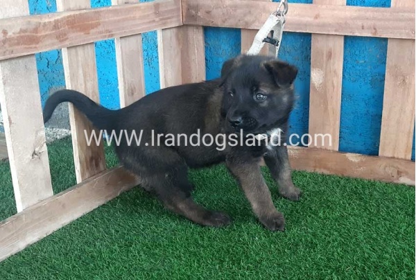 --malinois-56_5