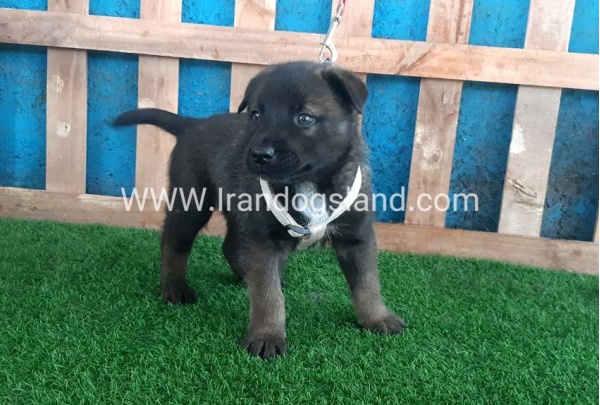 --malinois-56_6