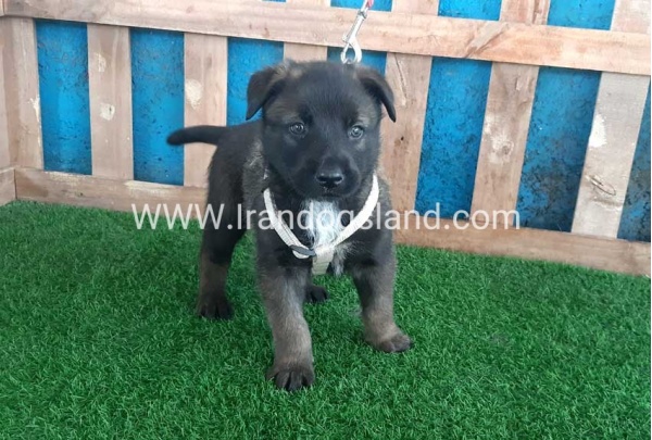 --malinois-56_7