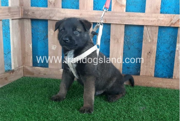 --malinois-56_8