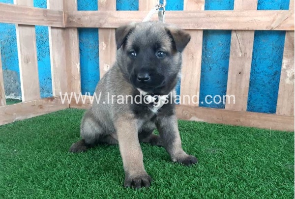 --malinois-57_1