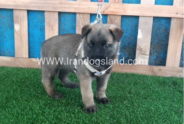--malinois-57_2