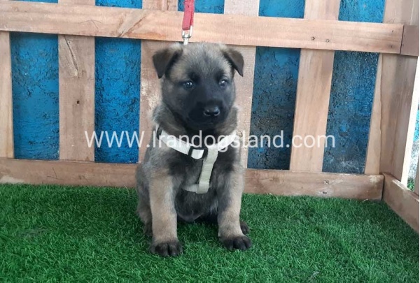 --malinois-57_3