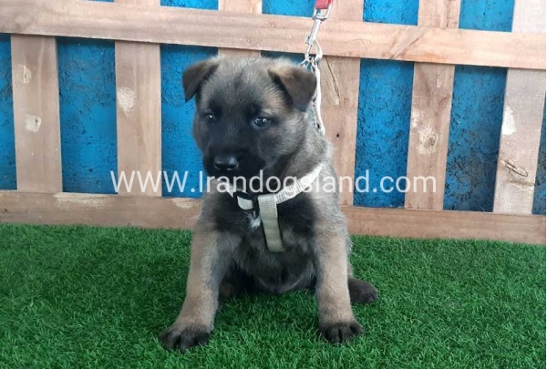 --malinois-57_4