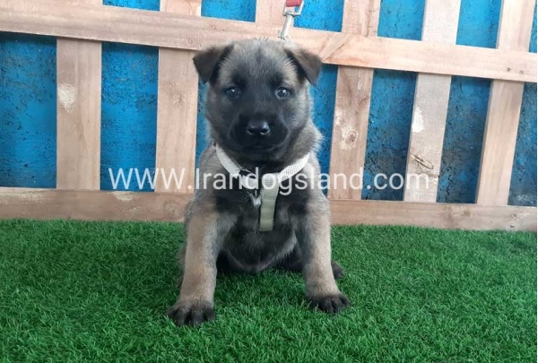 --malinois-57_5