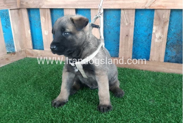--malinois-57_6