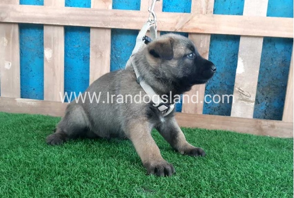 --malinois-57_7