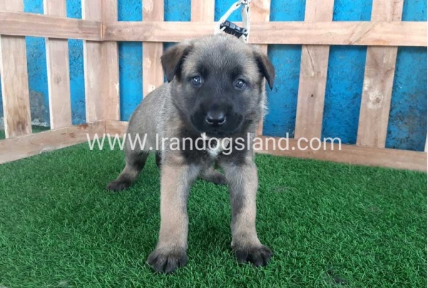 --malinois-57_8
