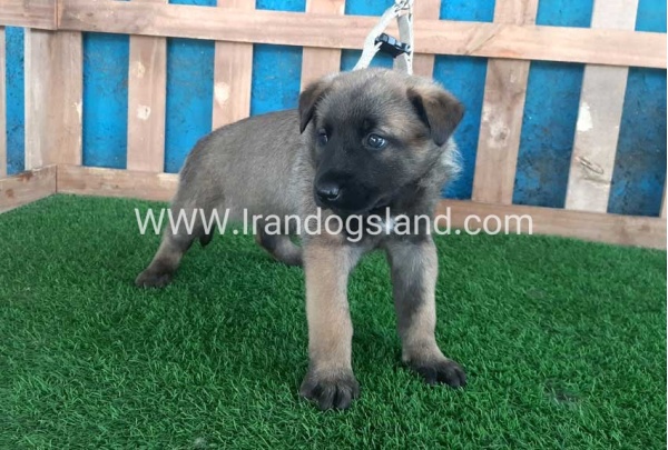 --malinois-57_9