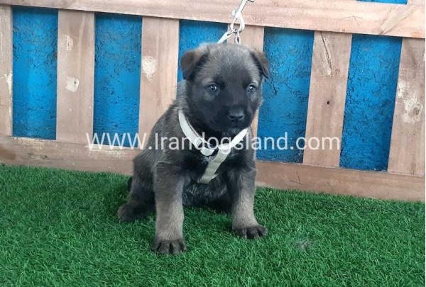 --malinois-58_1