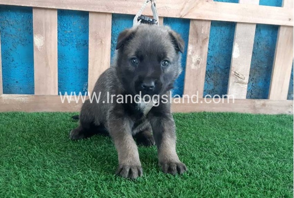 --malinois-58_11