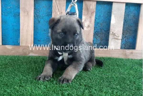 --malinois-58_2