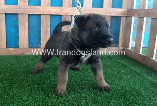 --malinois-58_3