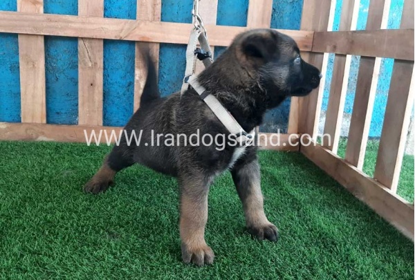 --malinois-58_4