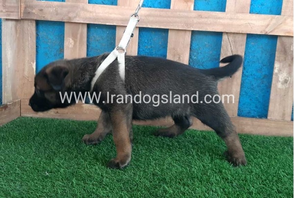 --malinois-58_5