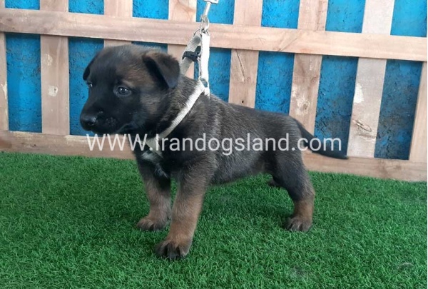 --malinois-58_6