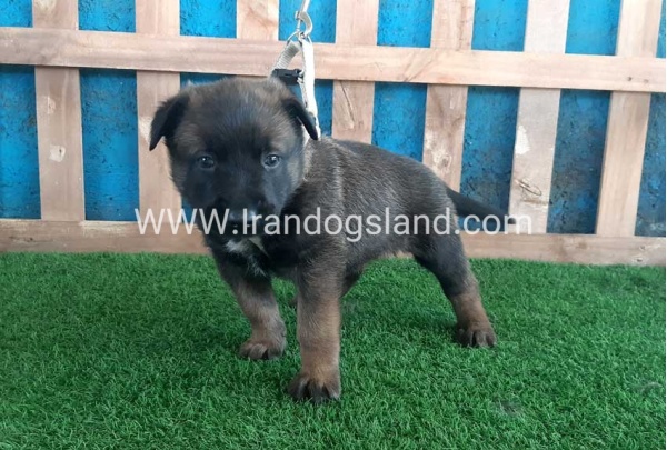 --malinois-58_7