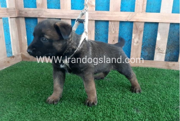 --malinois-58_8