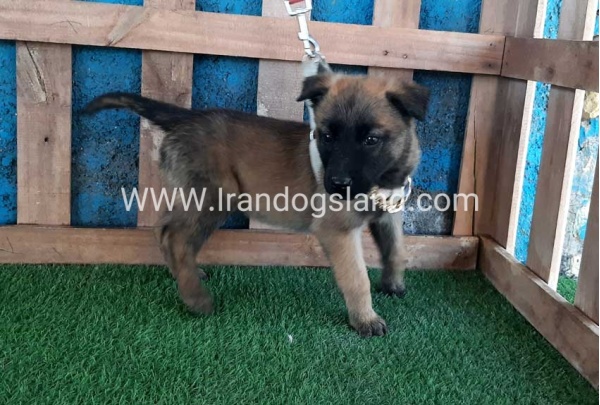 --malinois-59_1