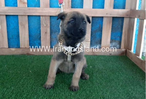 --malinois-59_10